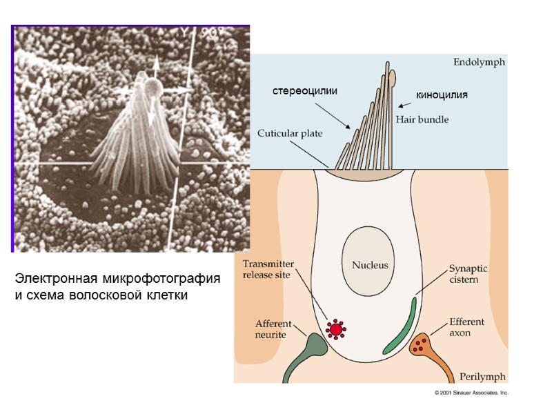 Электронная микрофотография и схема волосковой клетки  киноцилия стереоцилии
